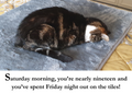 Cat Lover Greeting Card - Albert