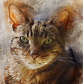 Magical Eyes - Cat Lover Card
