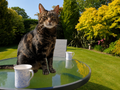 Tea for Two - Cat Lover Card
